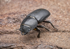 黑色锹形虫摄影图片